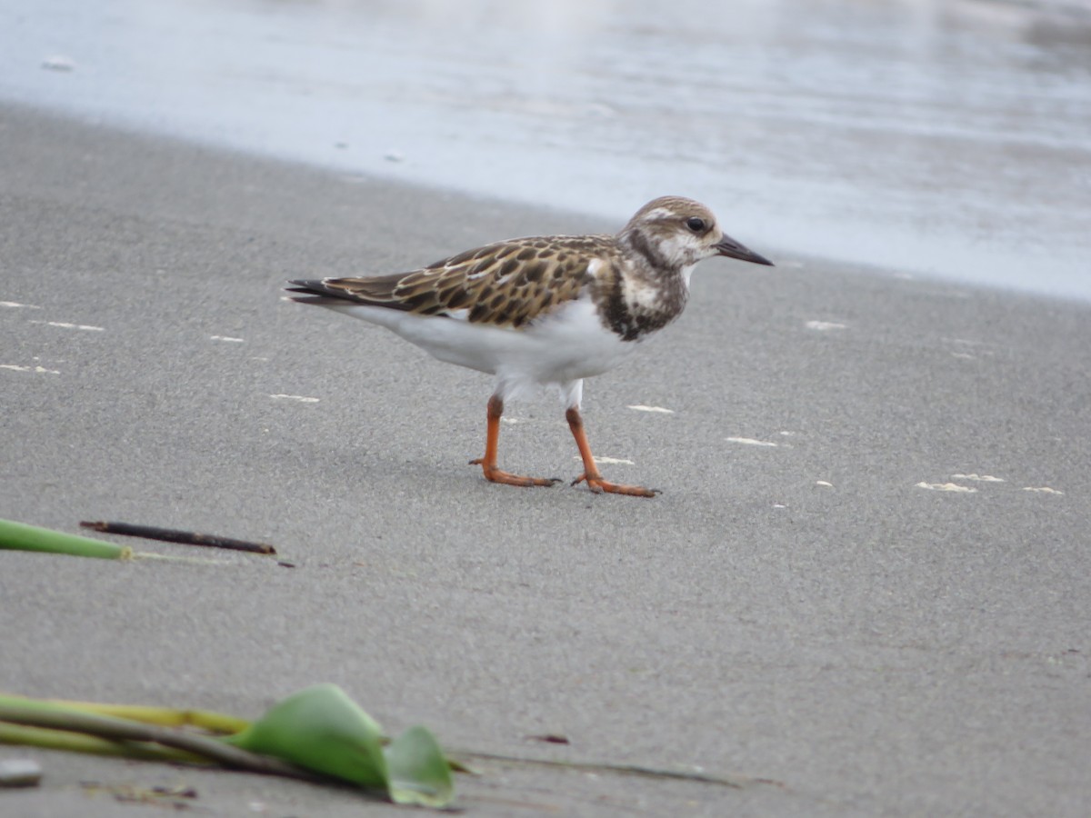 Ruddy Turnstone - ML624013791