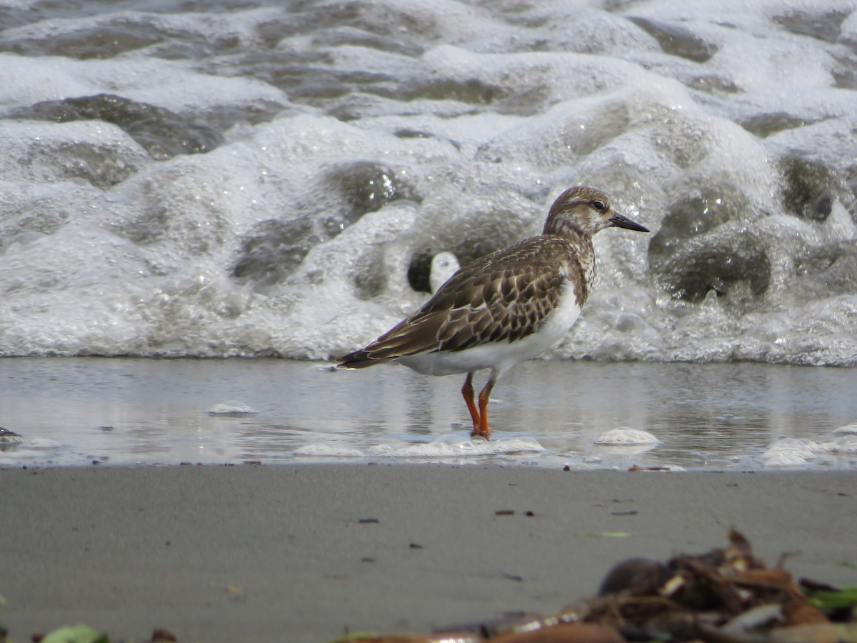 Ruddy Turnstone - Joshimar Navarro