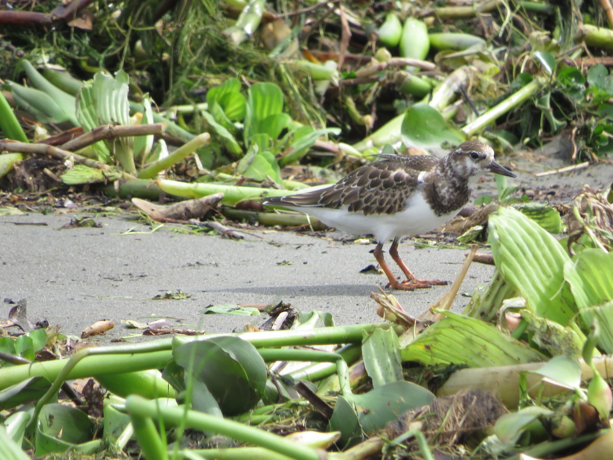 Ruddy Turnstone - ML624013794