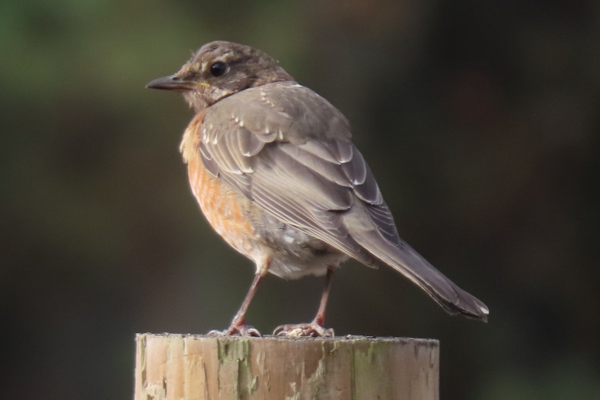 American Robin - ML624013805