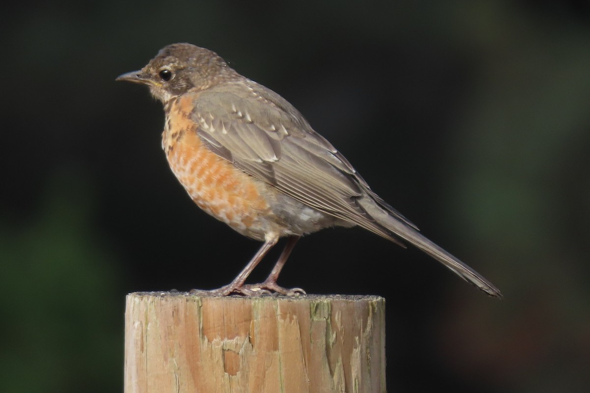 American Robin - ML624013806