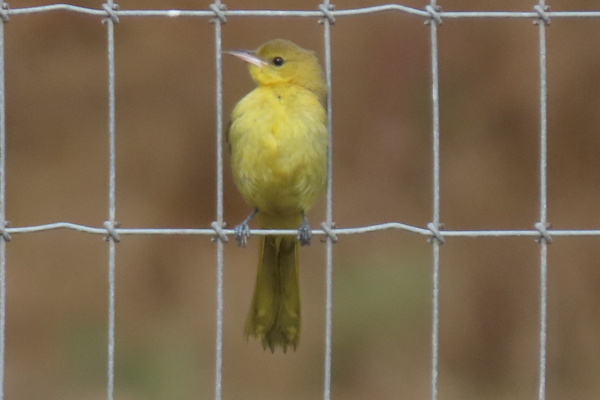 Oriole masqué - ML624013811