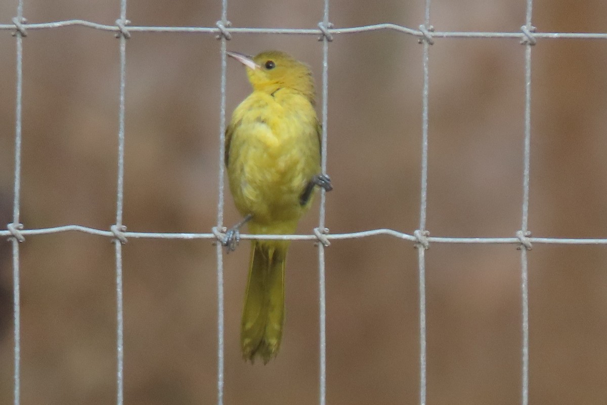 Oriole masqué - ML624013812