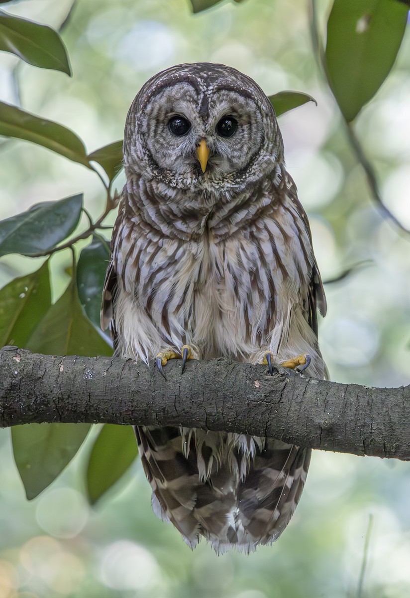 Barred Owl - ML624013814