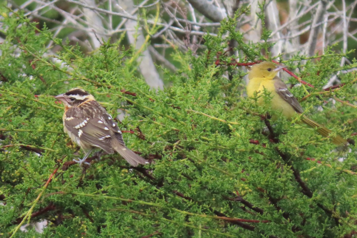 Black-headed Grosbeak - Peter Pyle