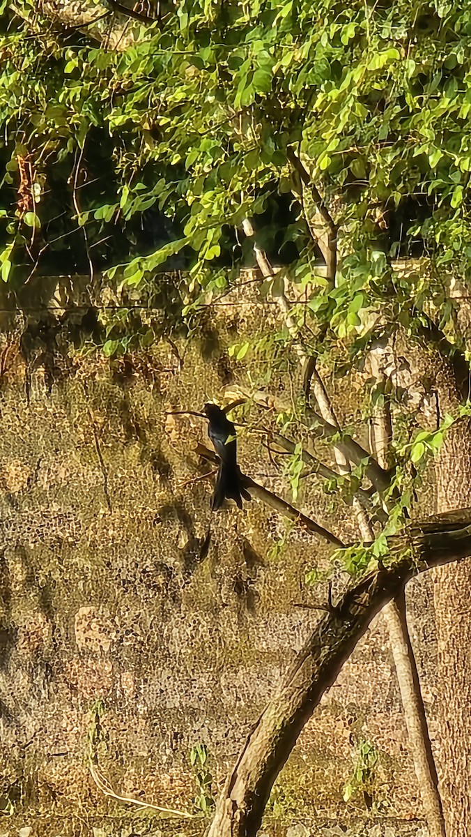 Drongo de Raquetas Grande - ML624013821