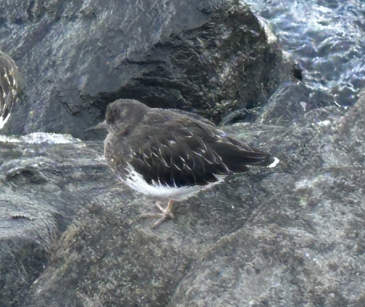 Black Turnstone - ML624013835