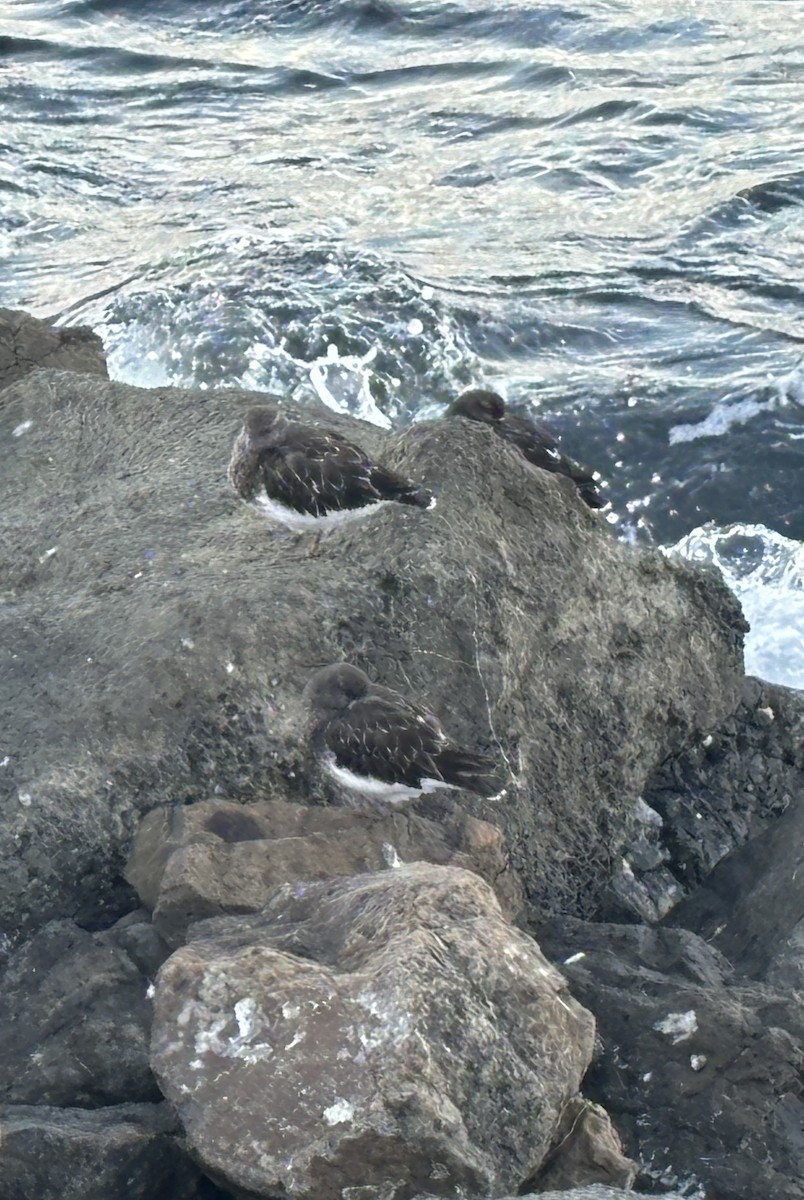 Black Turnstone - ML624013836