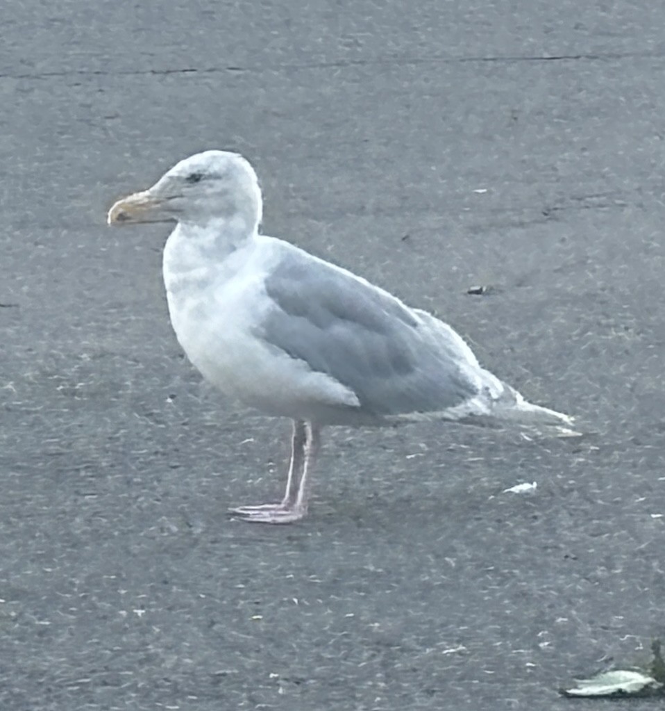 Glaucous-winged Gull - ML624013841