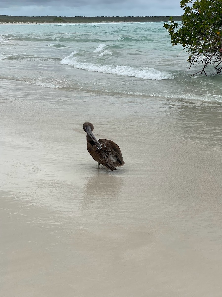 Brown Pelican - ML624013885