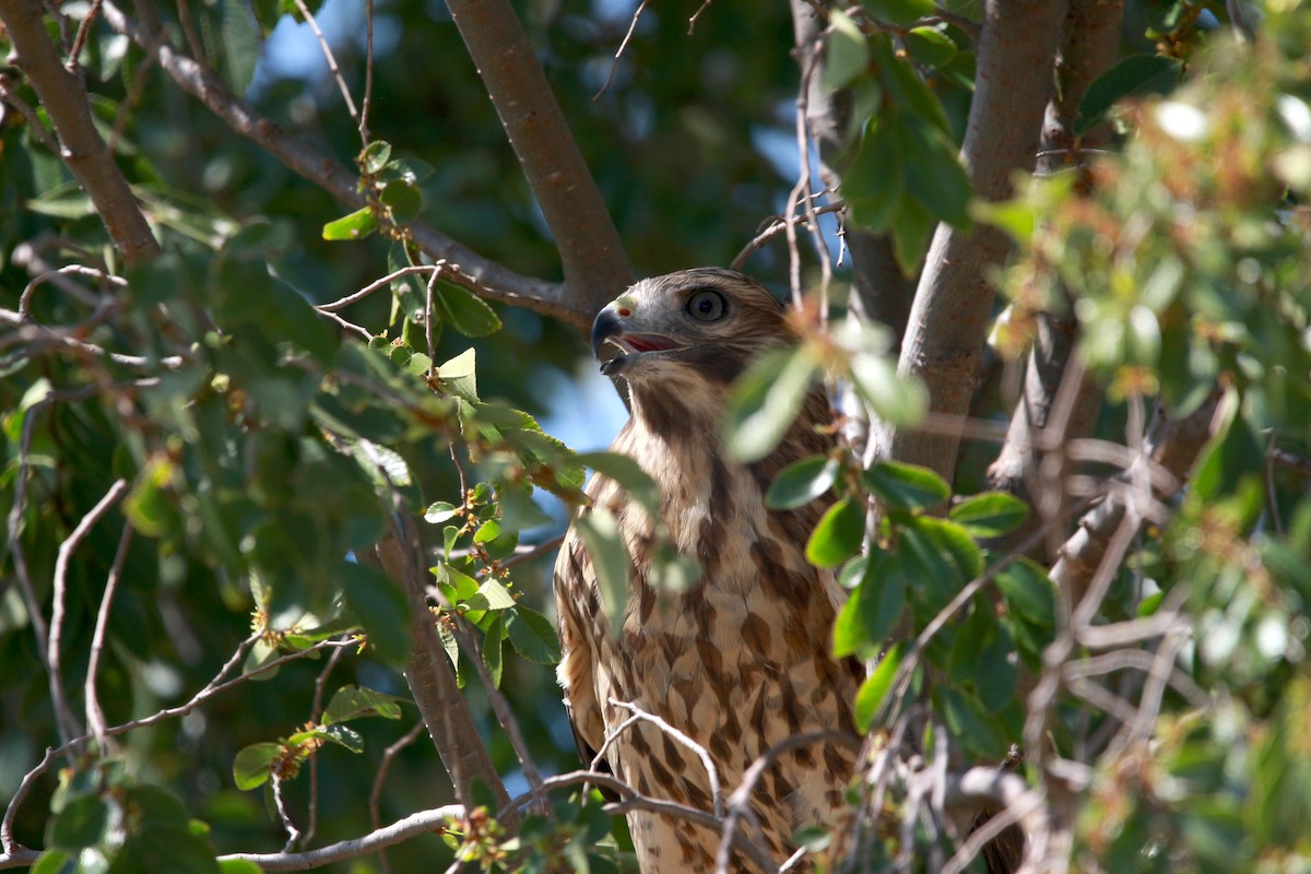 Red-shouldered Hawk - ML624013917