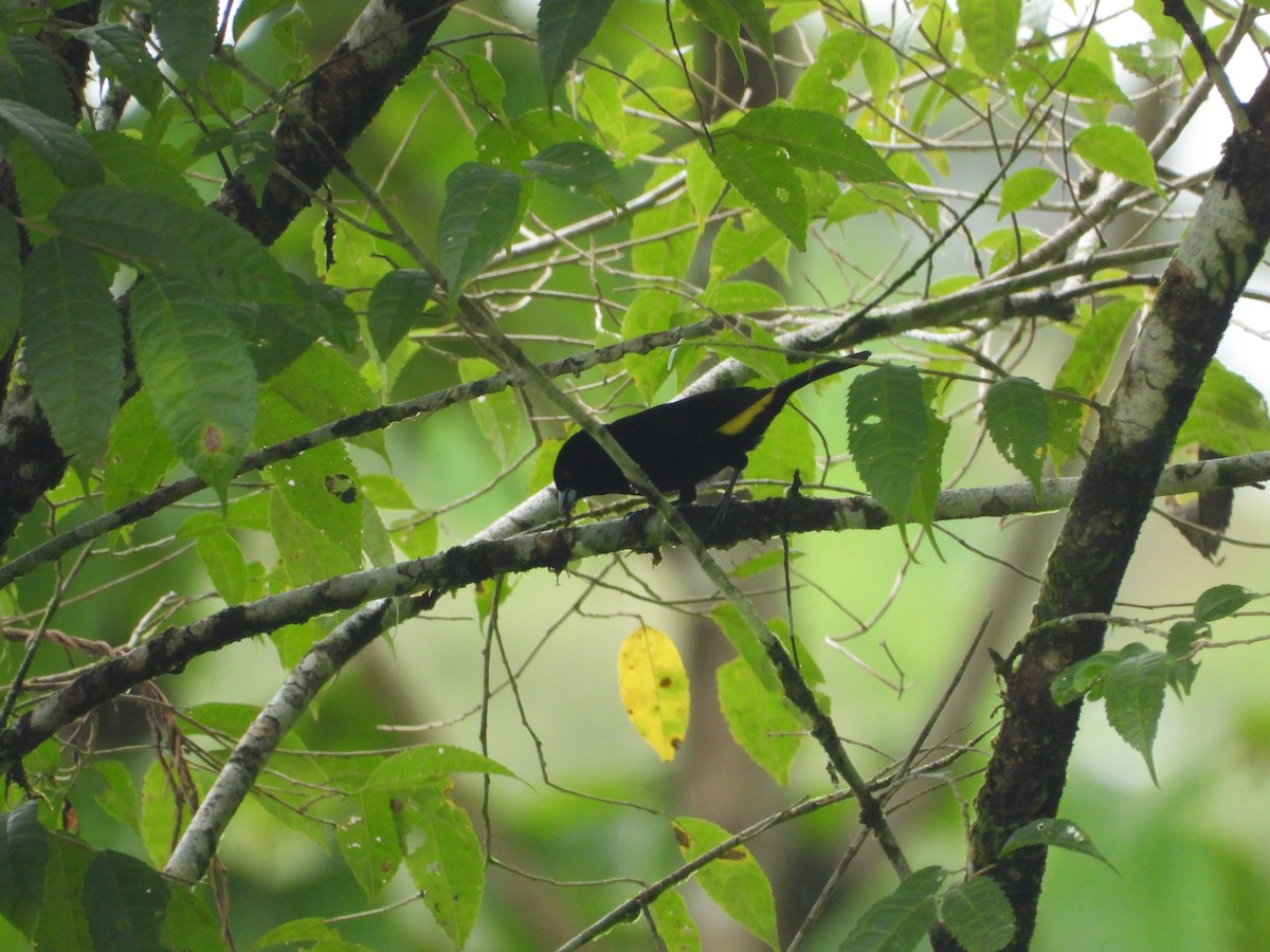 Flame-rumped Tanager - ML624013933