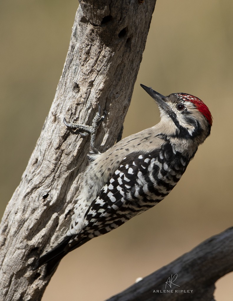 Ladder-backed Woodpecker - ML624013937