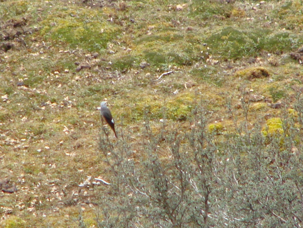 Red-rumped Bush-Tyrant - ML624013955