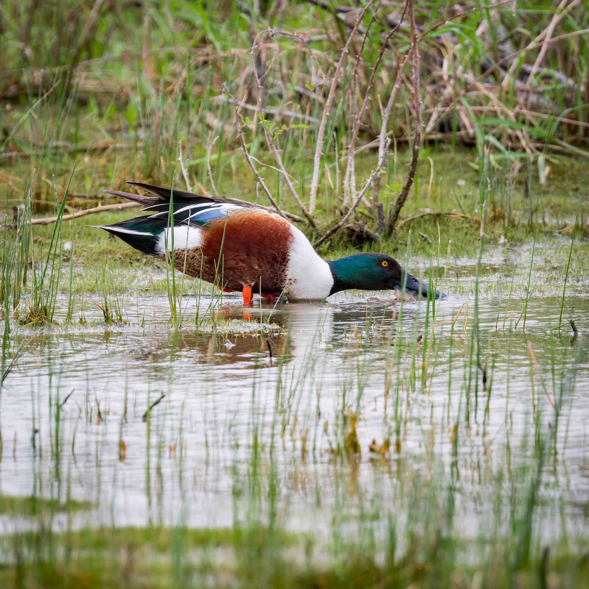 Northern Shoveler - ML624013979