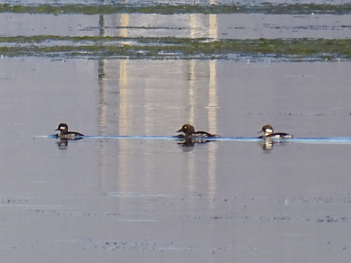 Common Goldeneye - Craig Miller