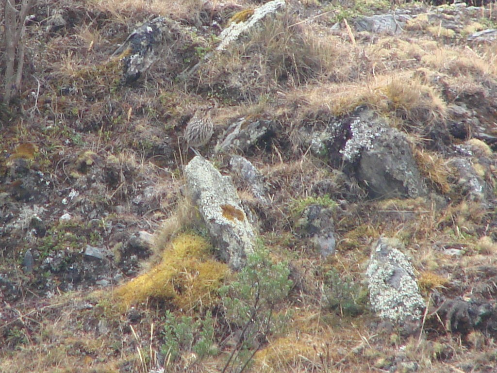 Stripe-headed Antpitta - ML624013982