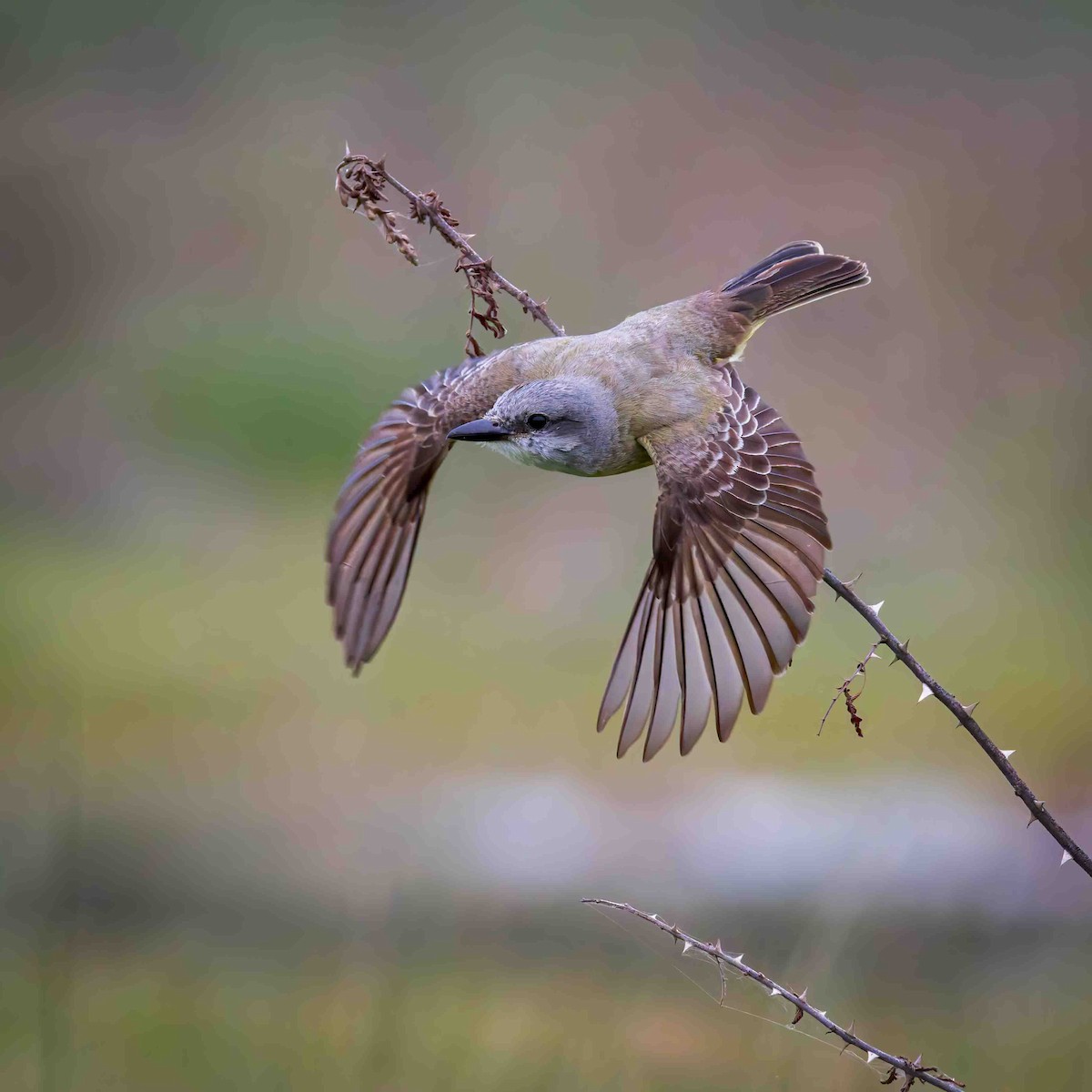 Tropical/Couch's Kingbird - ML624014005