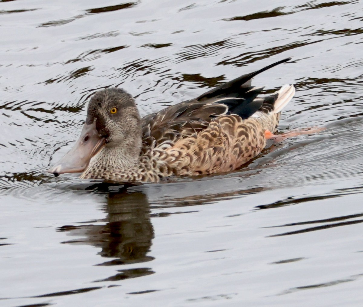 Northern Shoveler - ML624014008