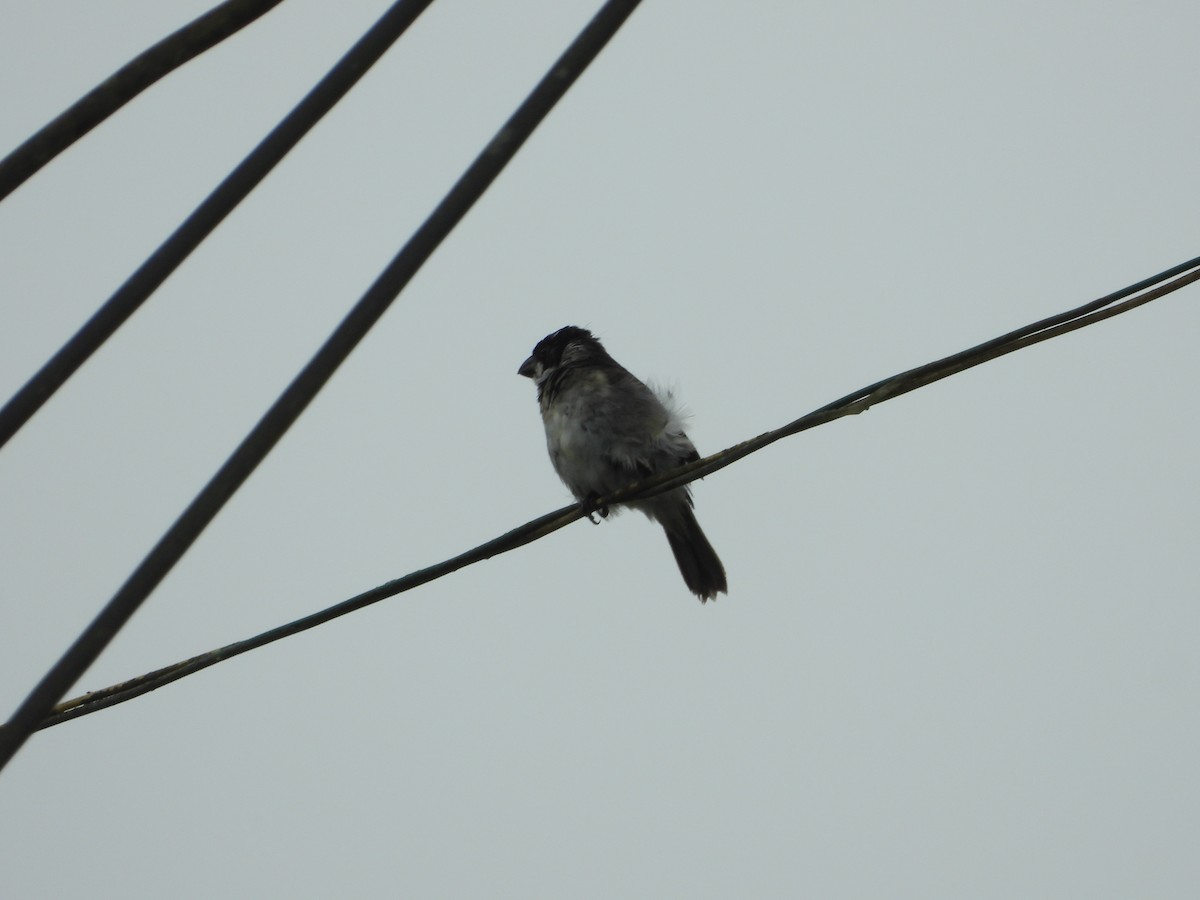 Variable Seedeater - ML624014012