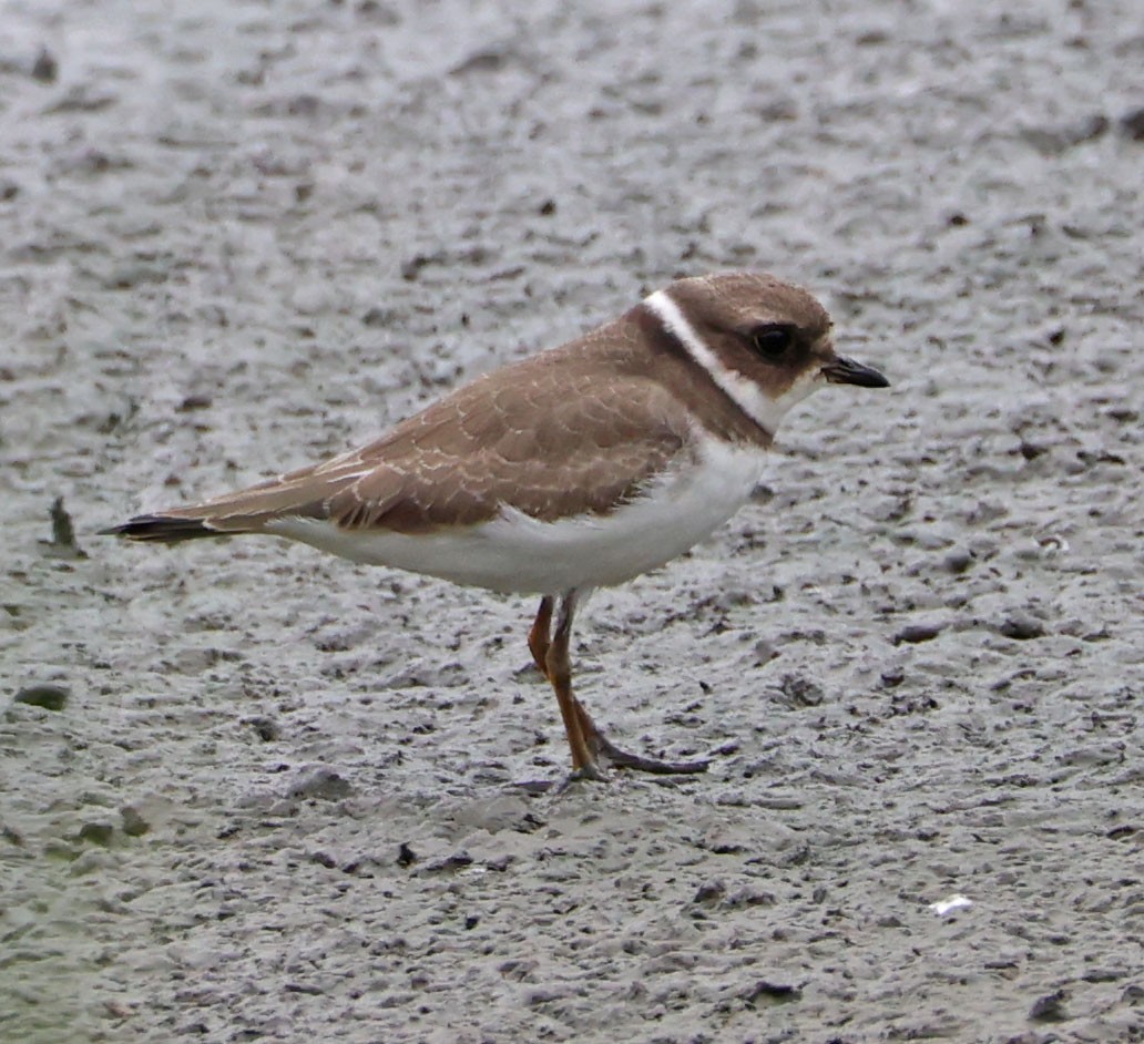 Semipalmated Plover - ML624014024