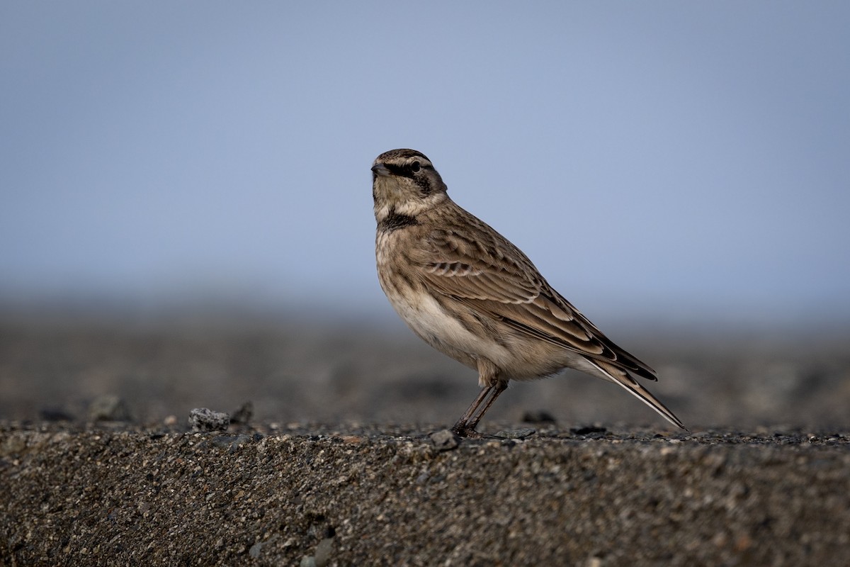 Horned Lark - ML624014036