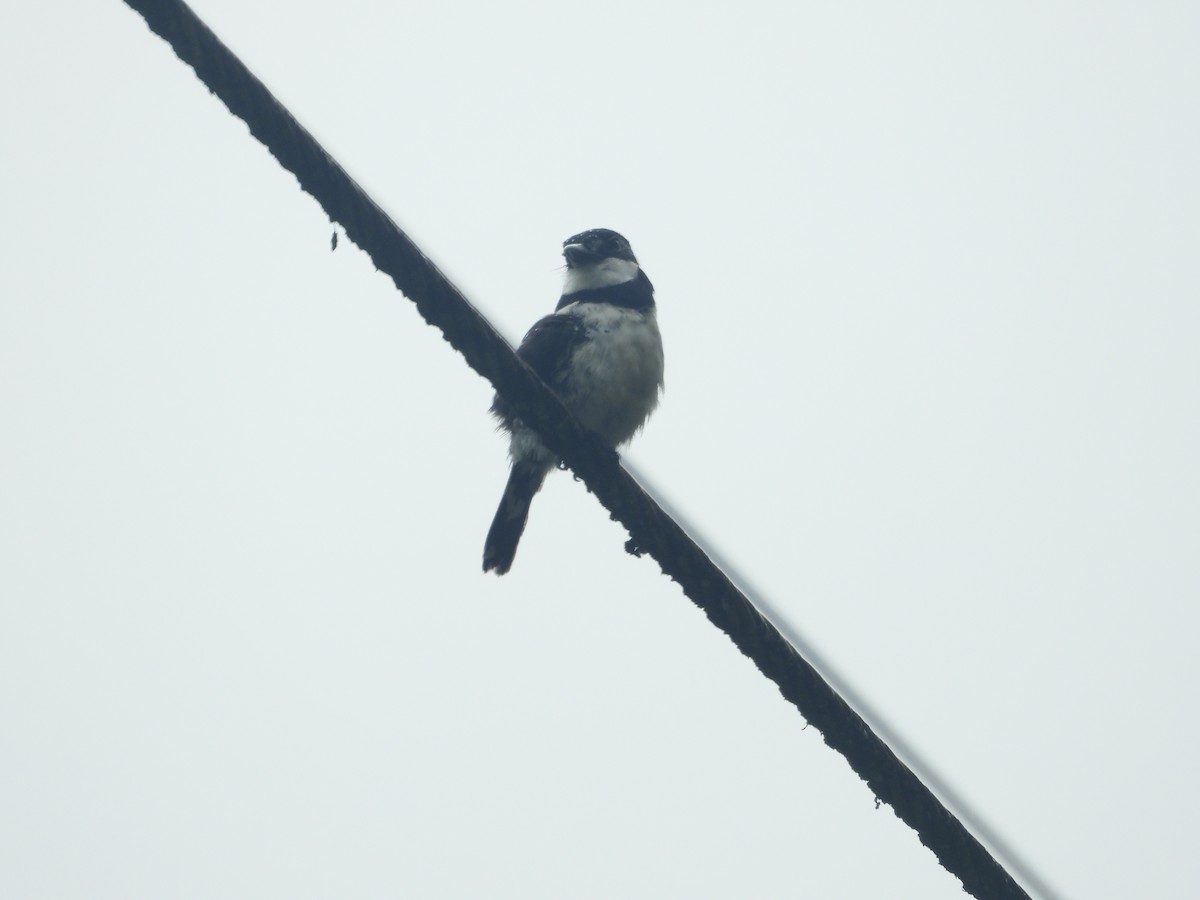 Pied Puffbird - ML624014052