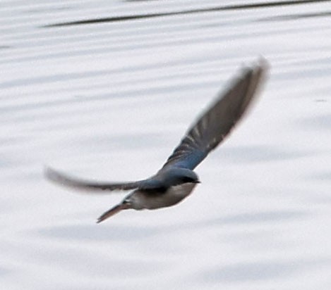 Tree Swallow - ML624014075