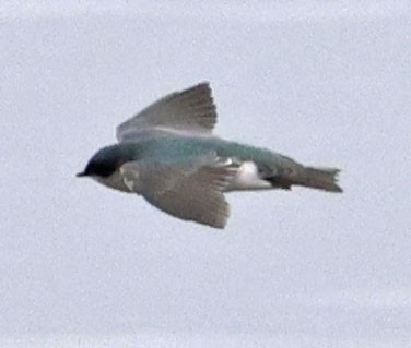 Tree Swallow - ML624014076