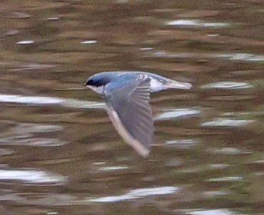 Tree Swallow - ML624014077