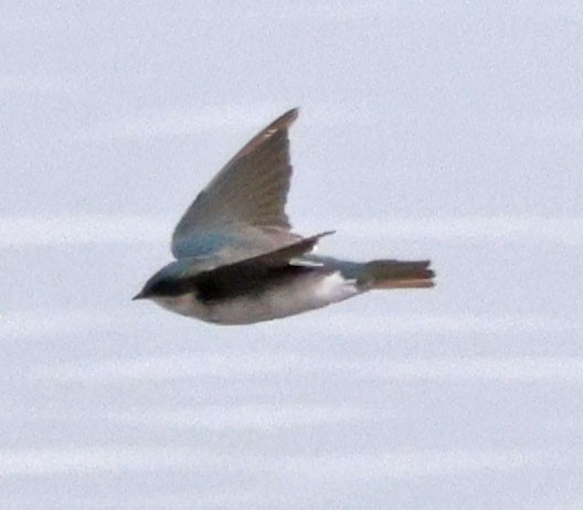 Tree Swallow - ML624014078