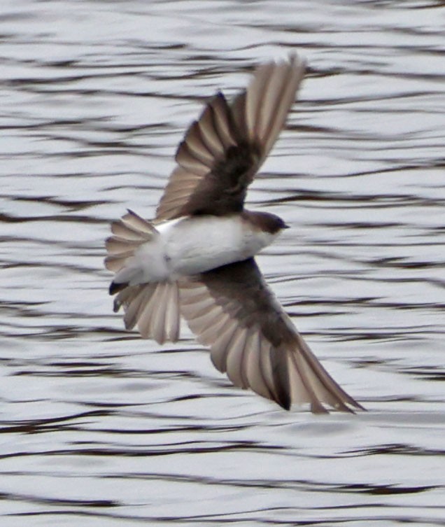 Tree Swallow - ML624014081