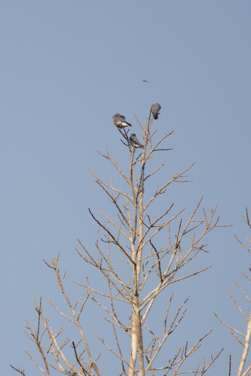 Ashy Woodswallow - ML624014086