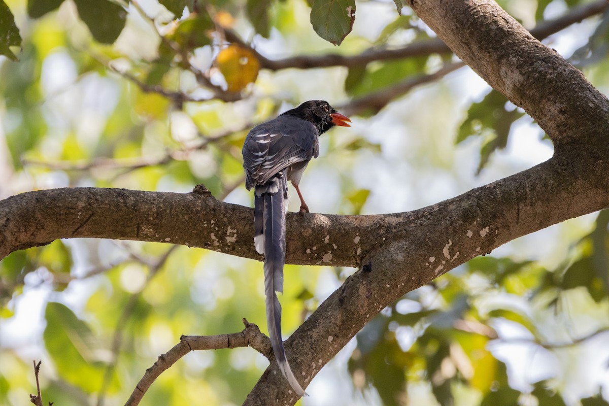 Red-billed Blue-Magpie - ML624014091