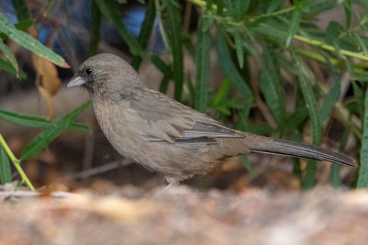 Abert's Towhee - ML624014117