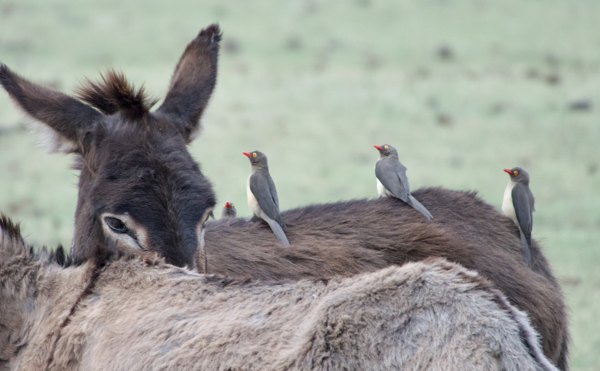 Red-billed Oxpecker - ML624014139