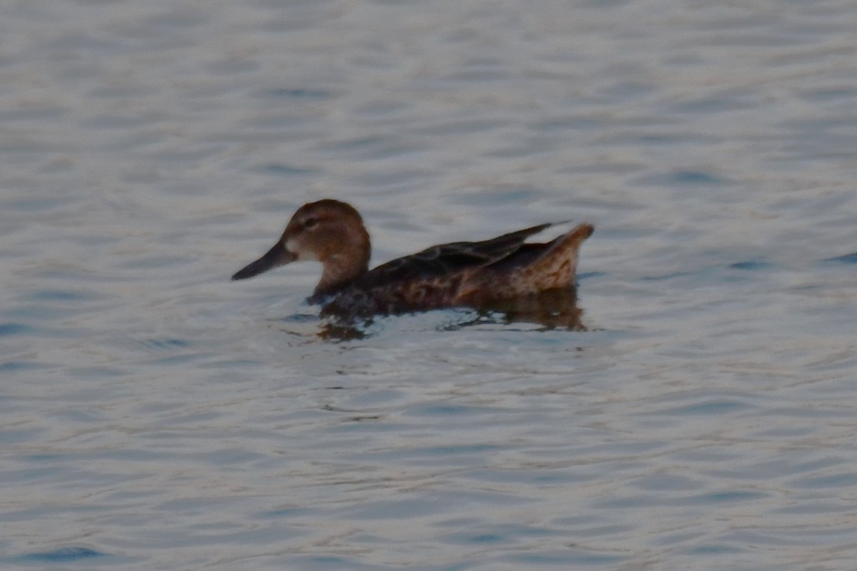 Blue-winged Teal - ML624014140