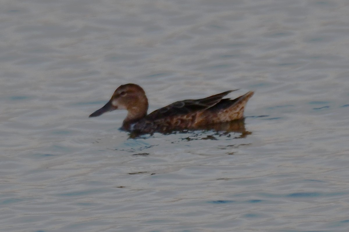 Blue-winged Teal - ML624014141