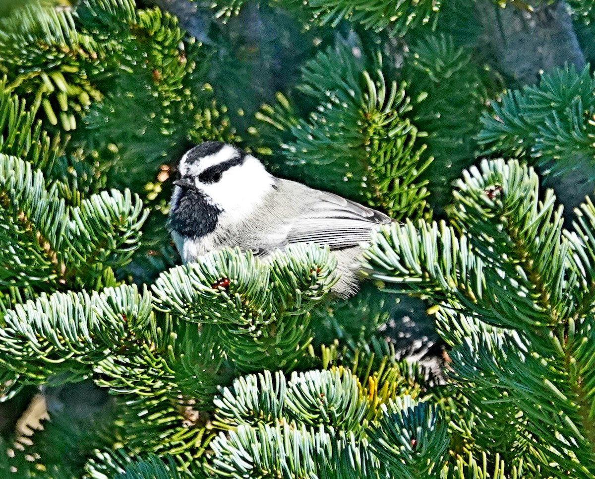 Mountain Chickadee - ML624014142