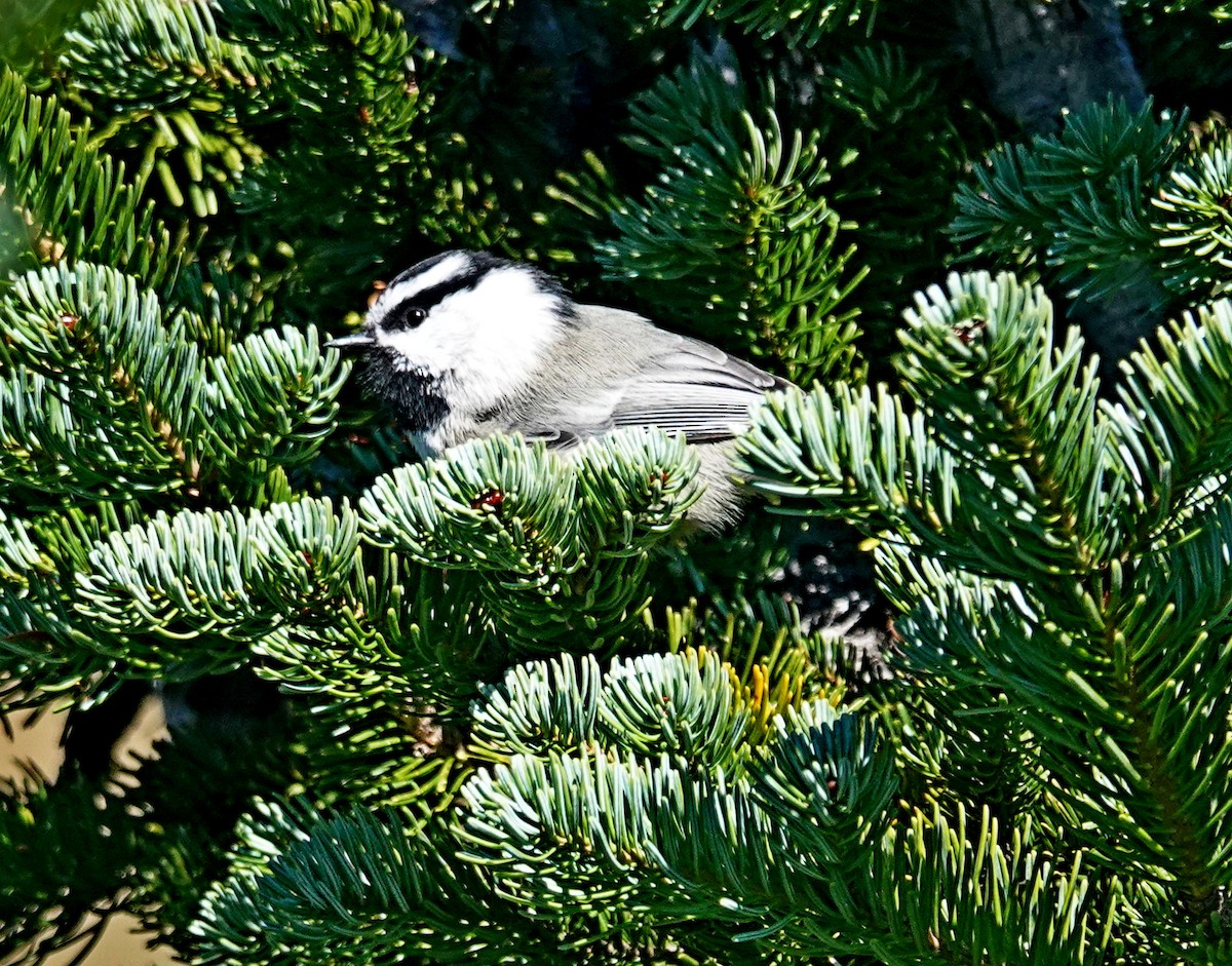 Mountain Chickadee - ML624014143