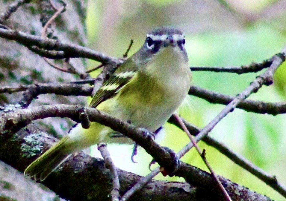 Blue-headed Vireo - ML624014148