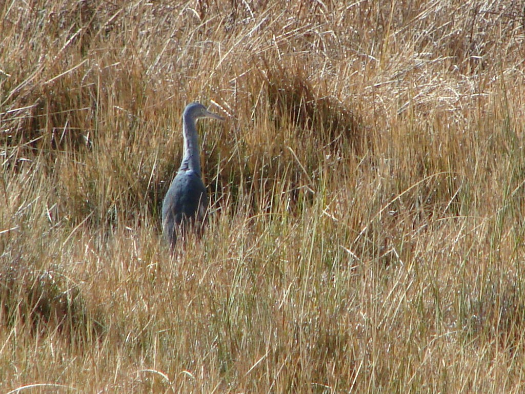 Little Blue Heron - ML624014166