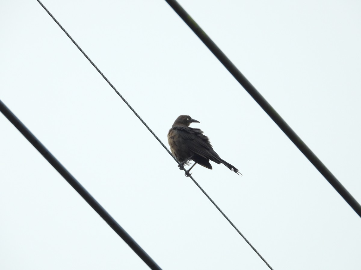 Great-tailed Grackle - ML624014173