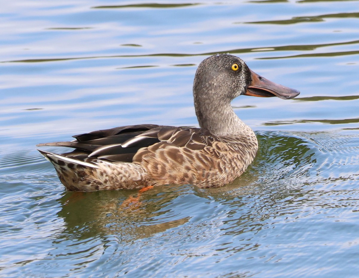 Northern Shoveler - ML624014179