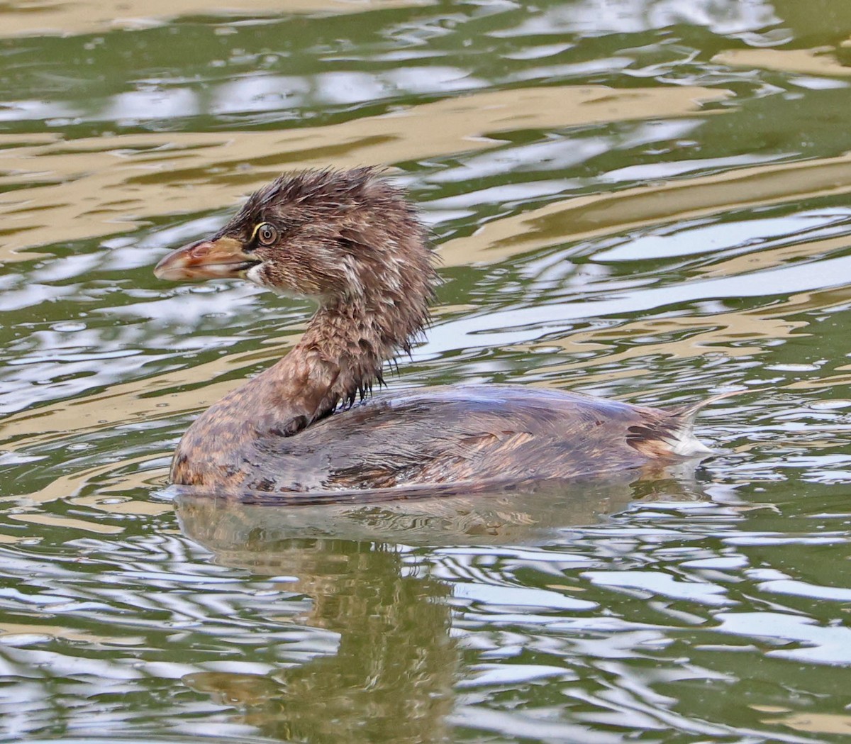 Pied-billed Grebe - Diane Etchison