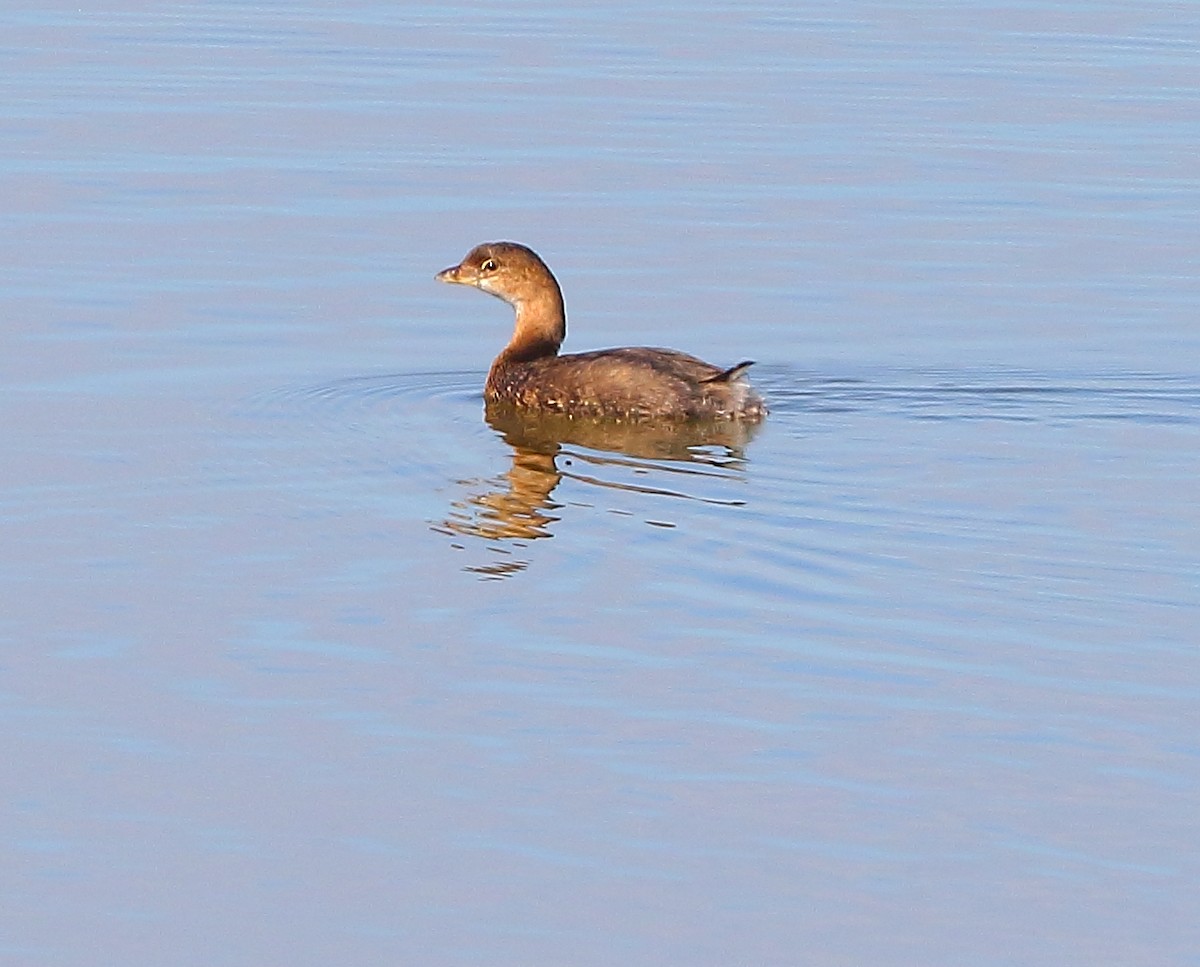 Pied-billed Grebe - ML624014185