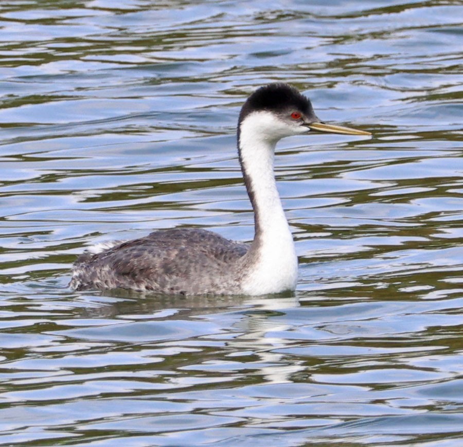 Western Grebe - ML624014187