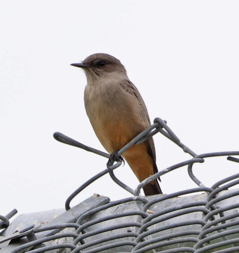 Say's Phoebe - ML624014188