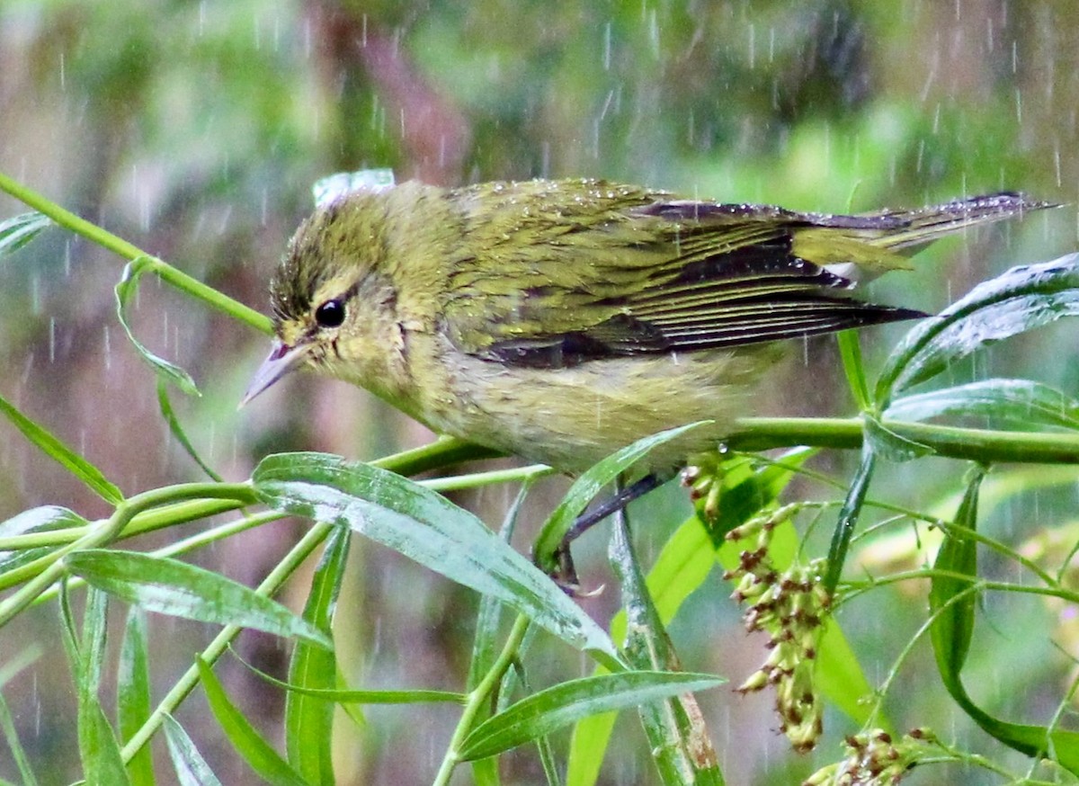 Tennessee Warbler - ML624014192