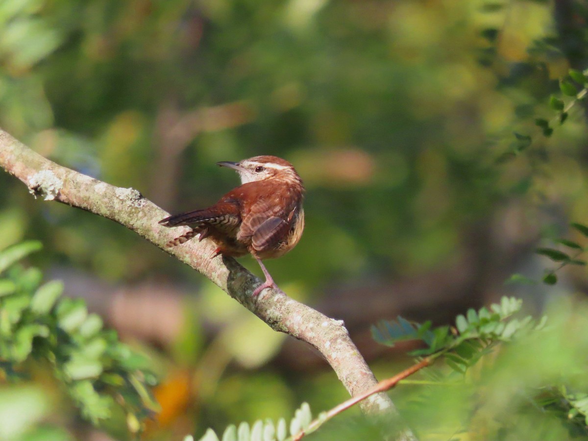 Carolina Wren - ML624014201